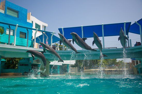 Delphinus Punta Cancún